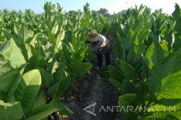 Harga Tembakau Madura