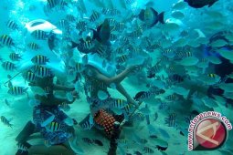 Robot Bawah Air Selami Laut China Selatan