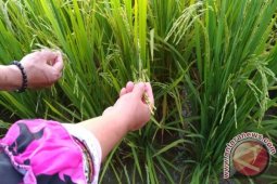Petani Kalbar Keluhkan Serangan Walang Sangit