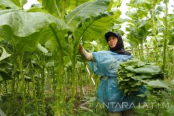 Pekerja Perempuan Pemetik Tembakau