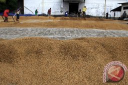 Petani Sambas Keluhkan Sulitnya Menjual Gabah