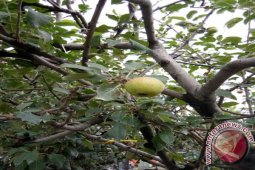 Bali Potensial Budidaya Apel