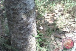 Rubber farmers complain about low price