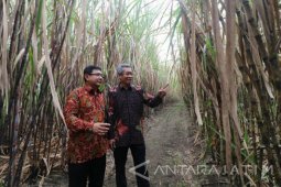 Varietas Unggul Baru Tebu Amfibi