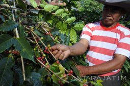 Ekspor Kopi Jatim Capai Rp2,7 Triliun