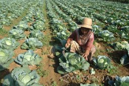 Harga Kubis Naik