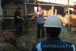 Lantamal V Periksa Oknum TNI AL Judi Sabung Ayam