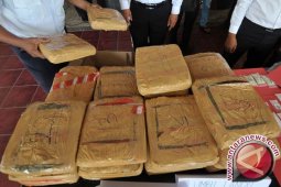 Polisi Gagalkan Penyelundupan Hampir Setengah Ton Ganja