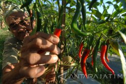 Harga Cabai Merah Turun