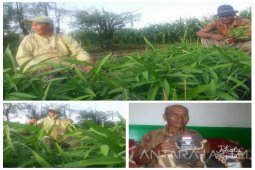 Impian Pedagang Sayur di Situbondo Menunaikan Haji (Video)