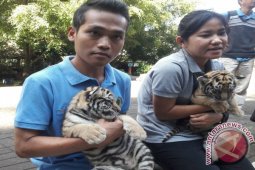 Kebun Binatang Bandung Kenalkan Dua Bayi Harimau