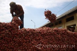 Harga Bawang Merah Turun