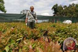 TPL Gandeng Masyarakat Kembangkan Eucalyptus
