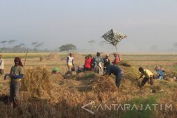 Serangan Hama, Produksi Padi Probolinggo Berkurang 13.146 Ton