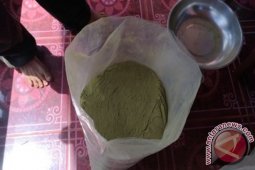 Memanen Puri, Mendatangkan Rupiah Bagi Kapuas Hulu