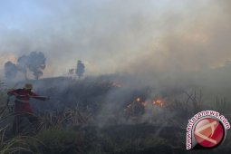 Pemerintah: pengendalian karhutla di Jambi harus terpadu