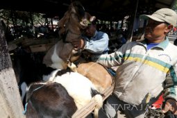 Pemkot Kediri Intensif Pantau Penjualan Hewan Kurban