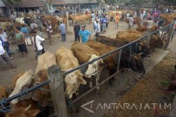 Harga Sapi Naik