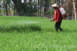Petani semakin minati penggunaan pupuk organik