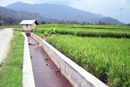 Peneliti IPB Prediksi Risiko Kekeringan Areal Sawah Indramayu