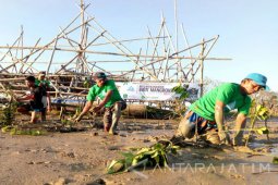 Warga Sumenep Peringati "HKAN" 2017 dengan Tanam Mangrove