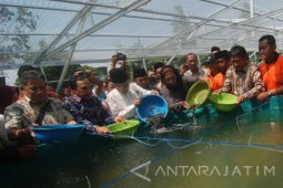 Menteri Susi Menebar Benih Lele