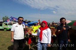 Pemuda Perindo Meriahkan HUT Kemerdekaan dengan Lomba Karapan Sapi