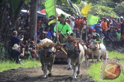 Ribuan Orang Tonton Pacuan Kerbau Khas Jembrana