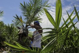 Sawit jadi unggulan Sintang