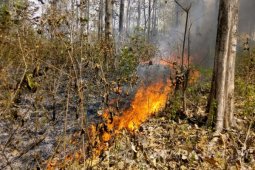 Dinas Kebakaran Bojonegoro Imbau Perhutani Laporkan Kebakaran