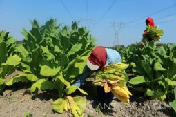 Petani Sejumlah Desa di Bojonegoro Panen Tembakau (Video)