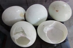 Limbah Cangkang Telur Bebek Jadi Tambal Gigi
