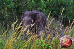 Bengkulu Inisiasi Koridor Gajah di Bentang Kerinci Seblat