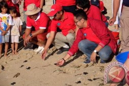 Pertamina Dorong Pelestarian Penyu di Bali