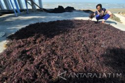 Harga Rumput Laut Naik