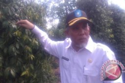 Kualitas Lada Putih Babel Diklaim Terbaik Dunia