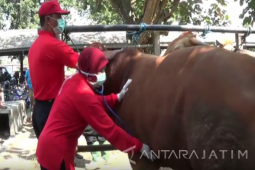 Hewan Kurban di Blitar Diperiksa Petugas
