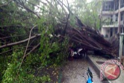 POHON TUMBANG DI JALAN TARAKAN