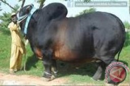 Pesanan Hewan Qurban Berkurang
