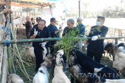 Stok Hewan Kurban di Banyuwangi Cukup