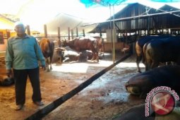 Permintaan Sapi Kurban Meningkat