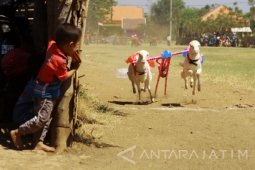 Karapan Kambing