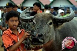 Pemprov Anggarkan Pengadaan Hewan Kurban Rp1,2 Miliar