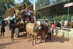 Jelang Idul Adha Digelar "Banyuwangi Cattle Market Festival"