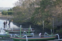 Mukomuko Tidak Izinkan Penanaman Mangrove Dalam CA