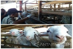 Dinas Peternakan Situbondo Temukan Puluhan Hewan Kurban Berpenyakit Mata (Video)