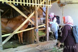 Pengecekan Kesehatan Hewan Ternak di Sumenep Diintensifkan