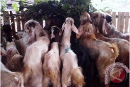 140 Petugas Badung Pantau Hewan Kurban