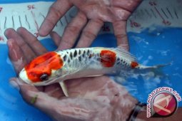 KKP Siapkan Laboratorium Kesehatan Ikan Kelas Dunia