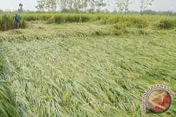 Petani Banjar Kalsel Segera Panen Padi Roboh